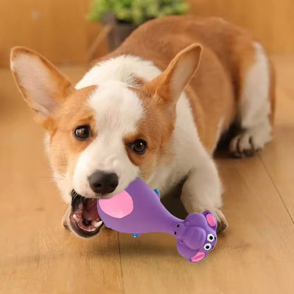 Corgi puppy playing with a purple latex squeaky toy