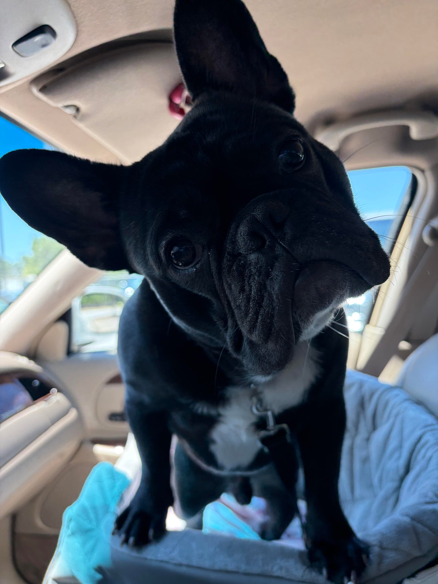 A black French bulldog with a white chest standing on a gray pet booster seat inside a car, looking directly at the camera.