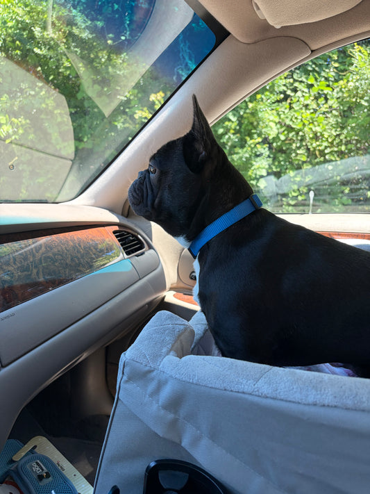 Frenchie in Ride Along booster car seat