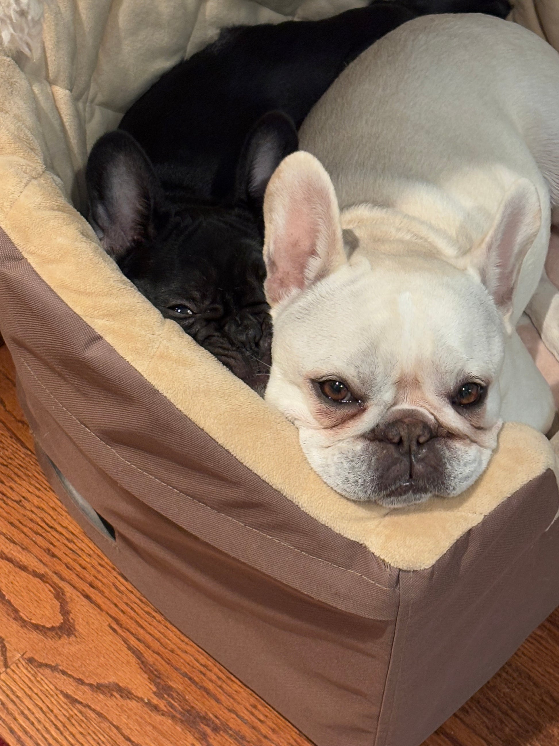 Frenchie sitting in Ride Along booster car seat