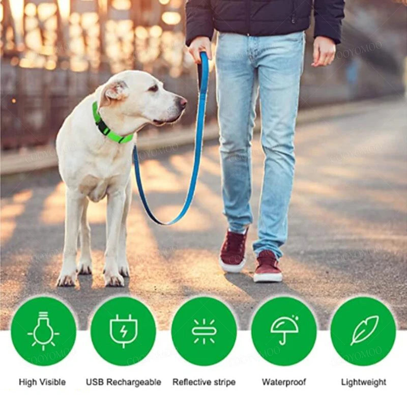 LED Safety Collar