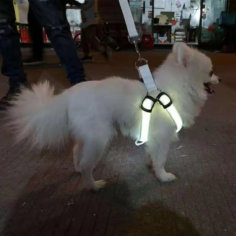 Everyday LED Harness
