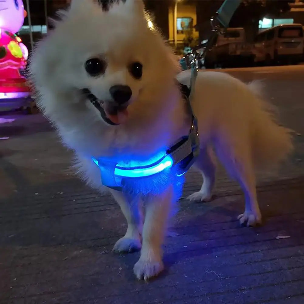 Everyday LED Harness