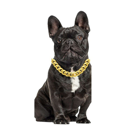 Black Frenchie wearing a little gold chain