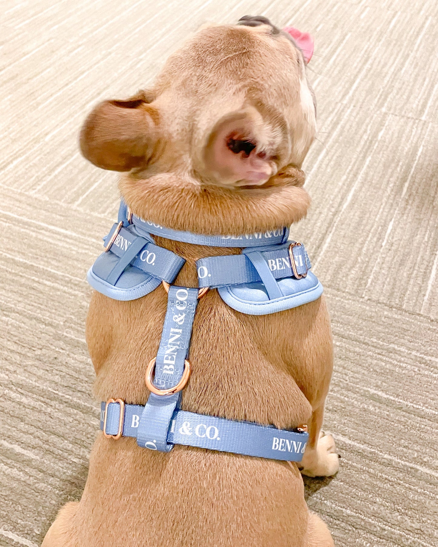The Sapphire Sky Harness