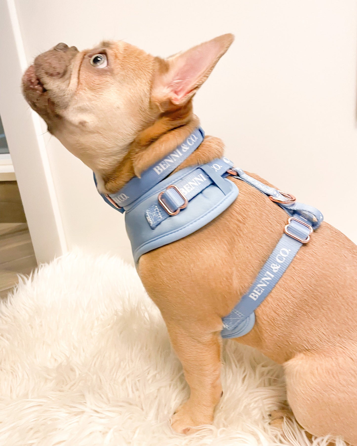 The Sapphire Sky Harness