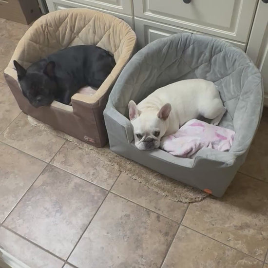 Frenchie in Ride Along booster car seat video