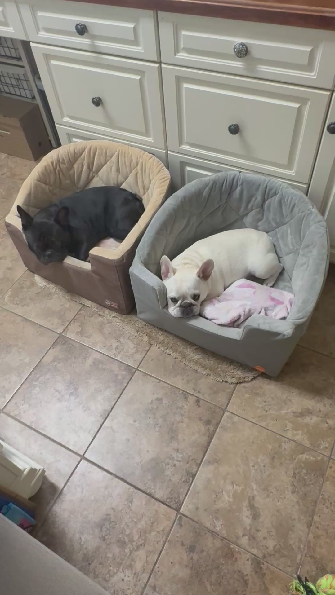 Frenchie in Ride Along booster car seat video